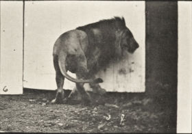Plate 725 Lion walking and turning around — figure reference